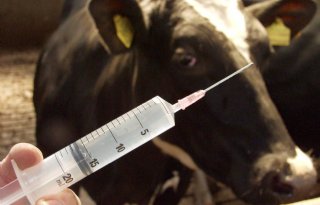 Verdere+daling+antibioticagebruik+veehouderij