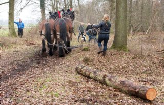 Inteelt+Nederlands+trekpaard+moet+omlaag