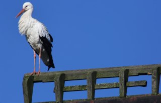 Massale+animo+voor+gemist+zwangerschapsgeld