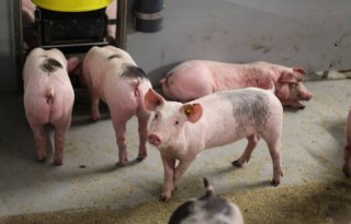 Meer+slingerzieke+en+%27speendiarree%27+in+najaar+bij+vleesvarkens