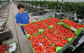 Wel+duurzaam%2C+maar+nog+geen+betere+prijs+voor+groente+en+fruit