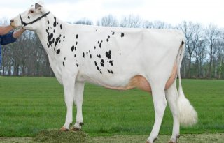 Eerste+stierindex+CRV