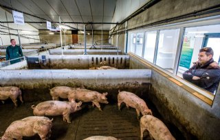 Varkenscampagnes+zijn+%27radicaal+en+effectief%27