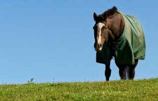Sectorraad+Paarden+komt+met+weerprotocol