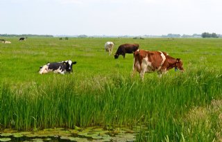 Afrastering+voor+effici%C3%ABnte+weidegang
