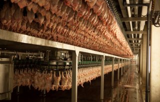 Bedrijfshygi%C3%ABne+bij+grote+slachterijen+moet+beter
