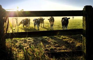 FrieslandCampina+legt+klimaatlat+voor+leden+steeds+hoger