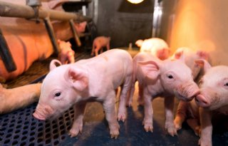 Goedkopere+varkensrechten+voor+innovatieve+varkenshouder