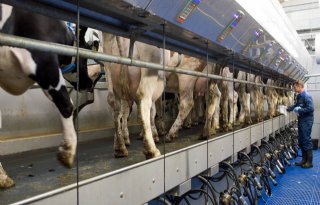 Rabobank+verwacht+eveneens+melkprijsdaling