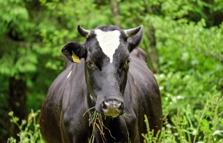 Kalf+bij+koe+lastig+voor+biodynamische+boer