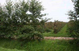 Gemeente+Dronten+onderzoekt+waarde+fruithagen