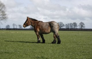 Dierenbescherming+vreest+gesjoemel+paardenexport