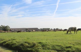 Veehouderij+blijft+in+2018+onder+fosfaatplafond