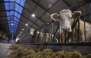 Natuurlijk+licht+voor+meer+melk