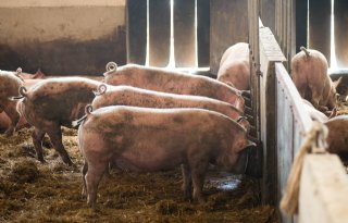 Varkensstaartprojecten+wachten+op+financiering