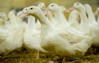 Vogelgriep+op+pluimveebedrijf+in+Nedersaksen