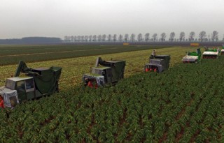 Eerste+gewasco%C3%B6peraties+vollegrondsgroente+in+de+maak