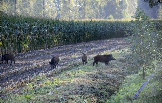 Brussel+steunt+Poolse+varkenshouder+met+miljoenen