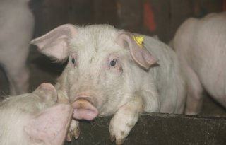 Meer+besmettelijke+diarree%2Duitbraken+varkenshouderij