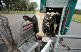 Vion+vergroot+aandeel+in+huidenbedrijf+BestHides