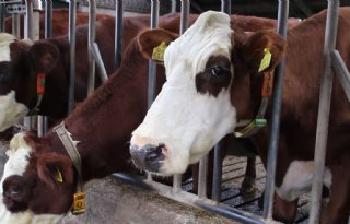 Subsidie+voor+houden+Gelderlandse+landbouwdieren