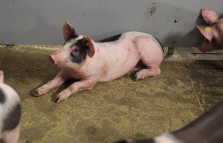 Gezondere+varkens+met+stofverwijderende+nevel