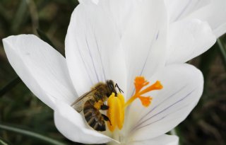 LTO%3A+insectenrapport+draagt+bij+aan+discussie