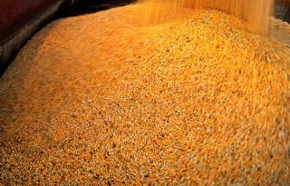 Oekra%C3%AFne+verwacht+kleinere+export+granen