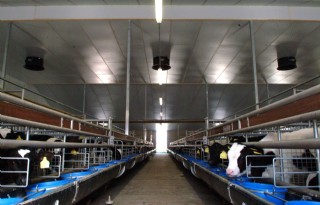 Gesteggel+over+5+euro+per+kalverplaats