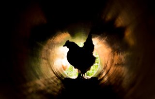 Niveau+campylobacter+in+kip+blijft+dalen