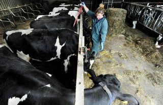 Melkveehouders+zien+noodzaak+bescherming+BVD%2Dvrij+rundvee