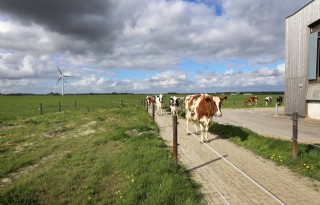 Weinig+Flevolandse+boeren+kiezen+voor+weidegang
