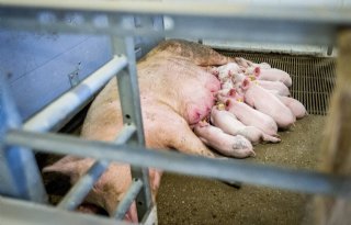 Topigs+Norsvin+neemt+PRRS%2Dresistentie+op+in+fokwaarde
