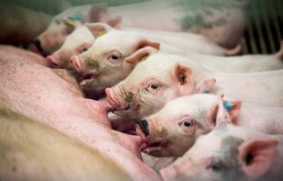 57+varkensbedrijven+melden+zich+voor+omgevingsregeling