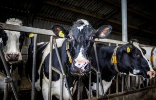 Verminderde+weerstand+verhoogt+risico+salmonella