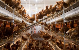 %27We+willen+het+boek+fipronil+graag+afsluiten%27