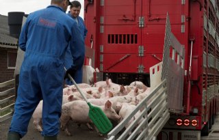 Schouten+wil+Europees+veetransport+beperken+tot+8+uur