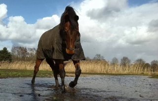 Einde+landbouwregeling+geeft+hogere+btw+paard