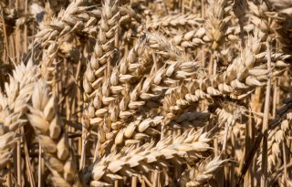 Afrika+produceert+en+importeert+meer+tarwe
