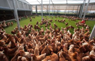 Vernieuwing+zit+pluimveehouderij+in+de+genen