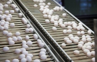 Pluimveehouders+praten+met+ministerie+over+eipromotie