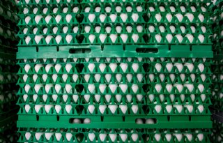Geen+compensatie+Schouten+voor+fipronilgedupeerden
