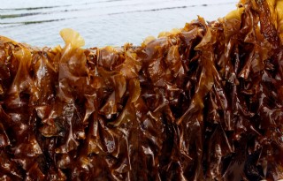 Zeewier+als+veevoer+is+geen+sprookje+meer