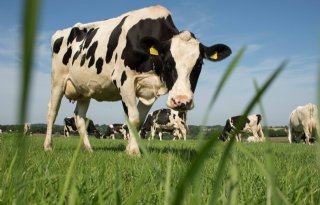 Dierenarts+wil+klauwgezondheid+op+de+kaart+zetten