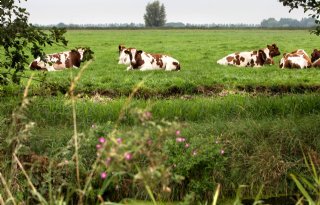 Schouten+houdt+vast+aan+knelgevallenregeling+fosfaat