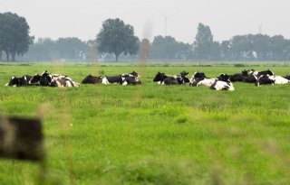 Oplossing+voor+bedrijfsoverdracht+met+fosfaatrechten