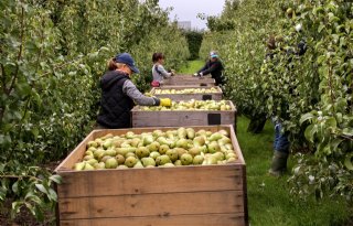 Penibele+situatie+voor+appel%2D+en+perentelers