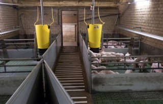 Biggen+spenen+zonder+zink+en+antibiotica