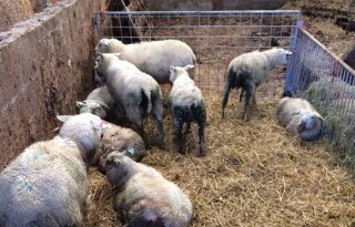 Tientallen+dode+schapen+gevonden