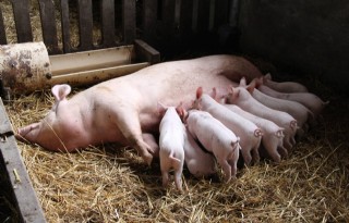 In+twee+jaar+groeien+naar+350+scharrelvarkens